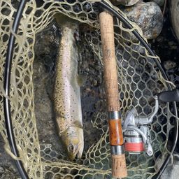 ブラウントラウト