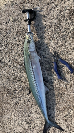 サゴシの釣果
