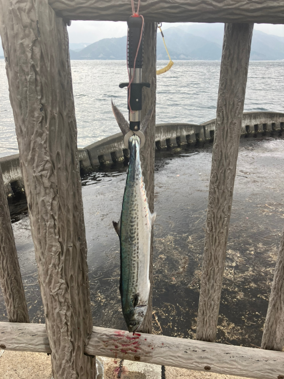 AbuGarcia 23レボ SP ロケット 4000Sの最安値・インプレ・釣果