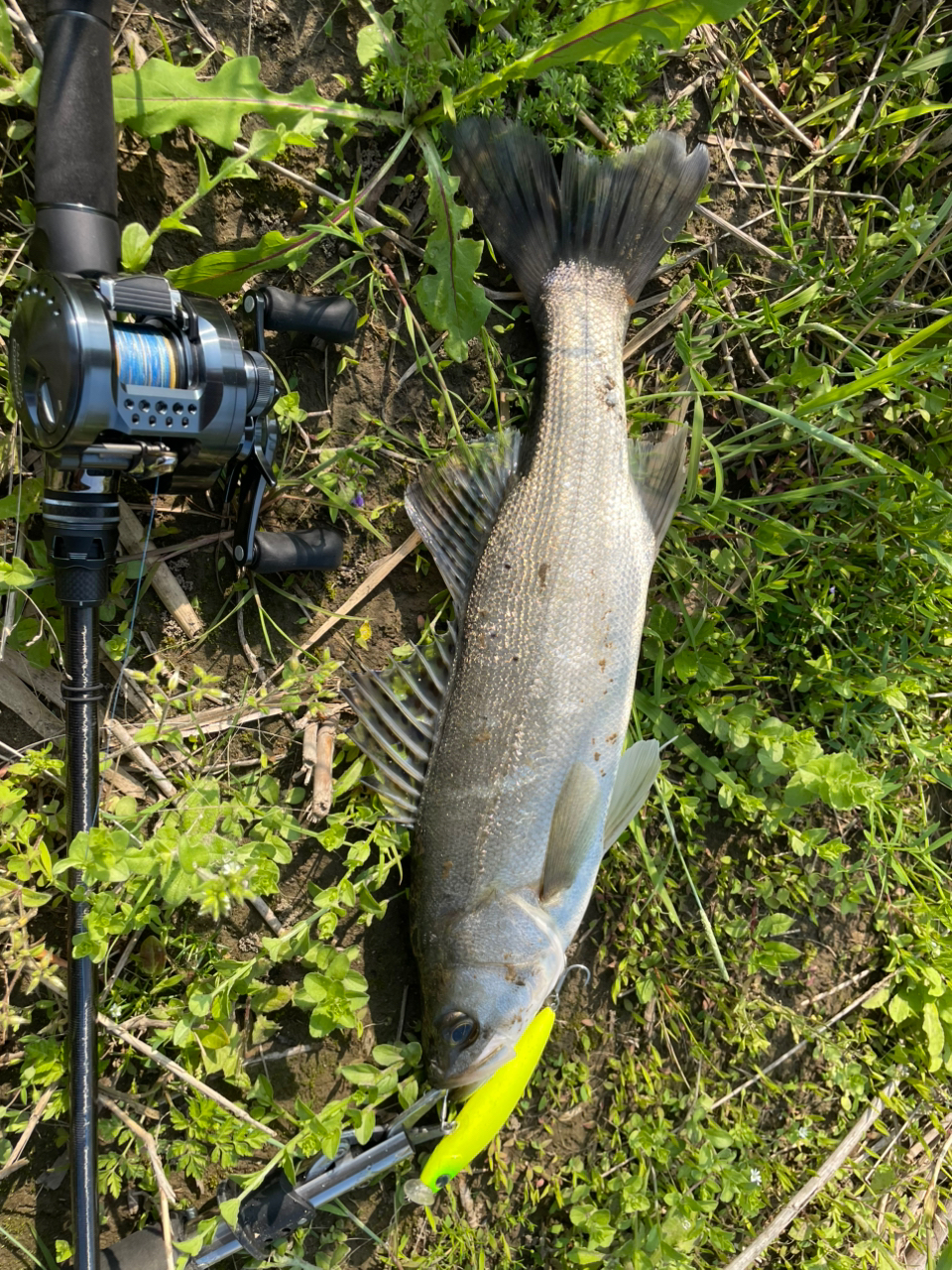 AbuGarcia ソルティーステージ プロトタイプ ベイトフィネスの最
