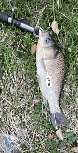 フナの釣果