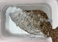 ヒラメの釣果
