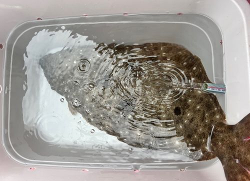 ヒラメの釣果