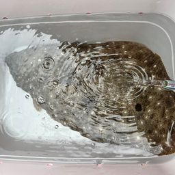 ヒラメ