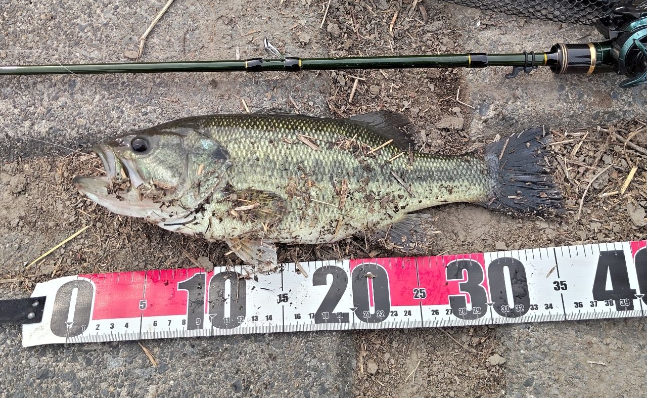 ラージマウスバス