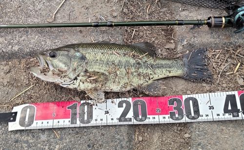 ラージマウスバスの釣果