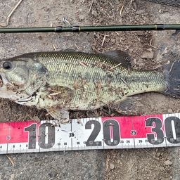 ラージマウスバス