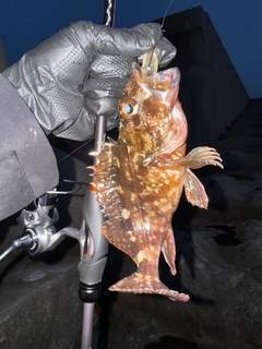 カサゴの釣果
