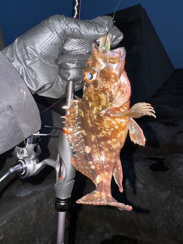 カサゴの釣果