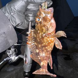 カサゴ