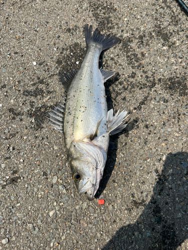 セイゴ（マルスズキ）の釣果