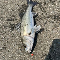 セイゴ（マルスズキ）