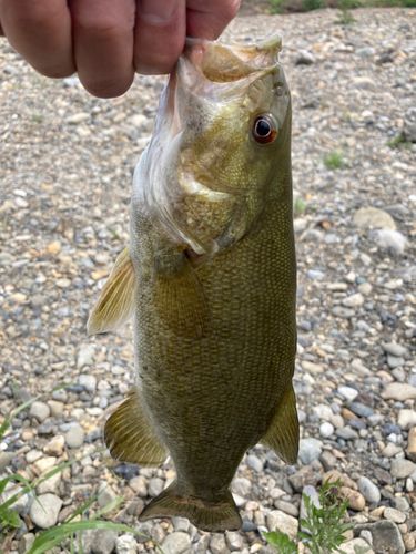 スモールマウスバスの釣果