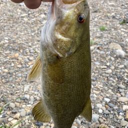 スモールマウスバス