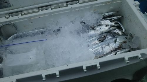 タチウオの釣果