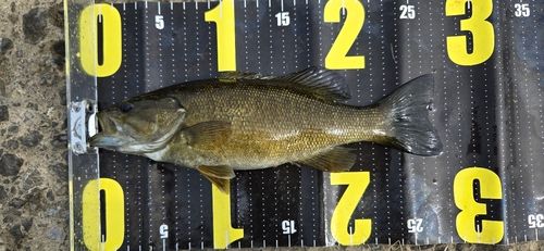 スモールマウスバスの釣果