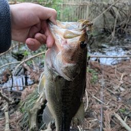 ラージマウスバス