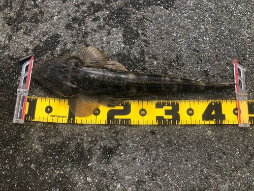 マゴチの釣果