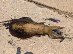 アオリイカの釣果