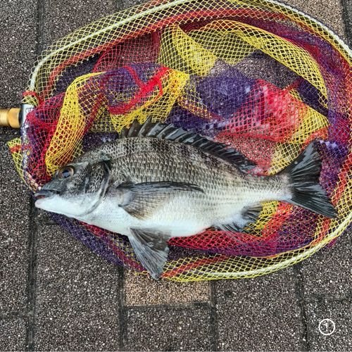 クロダイの釣果