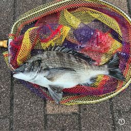 クロダイ