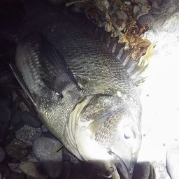 クロダイ