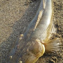 マゴチ
