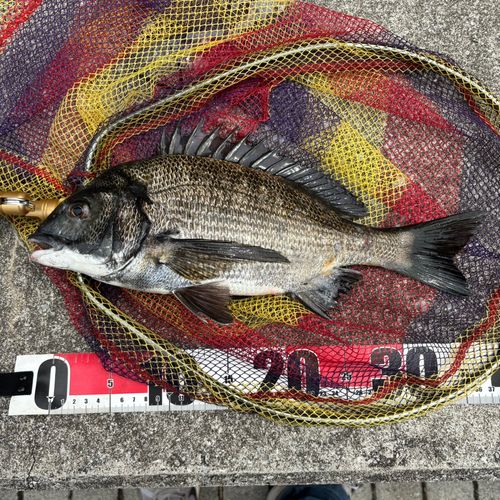 クロダイの釣果