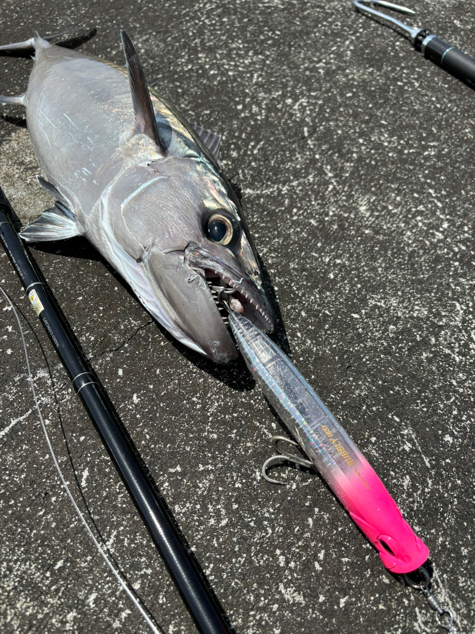 DAIWA 21セルテート SW 14000-XHの最安値・インプレ・釣果 DAIWA 21セルテート SW 14000-XHの最安値・インプレ・釣果