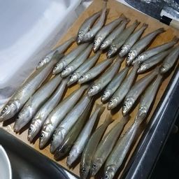 シロギス