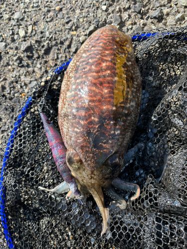 コウイカの釣果