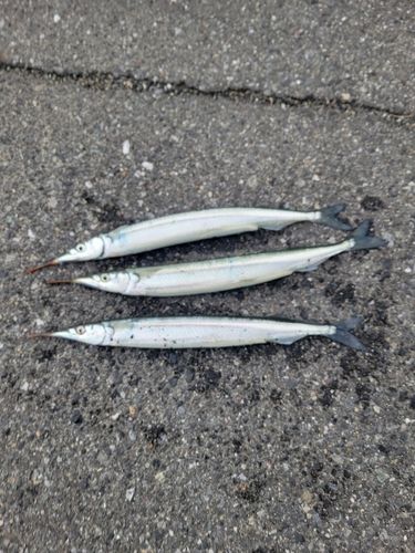 サヨリの釣果