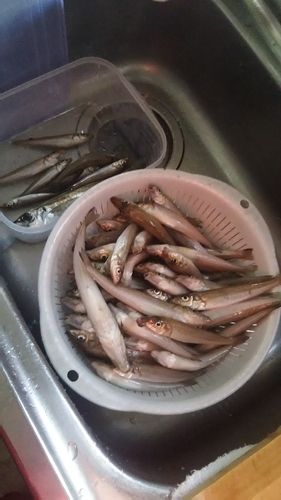 シロギスの釣果