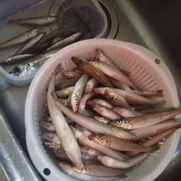 シロギス