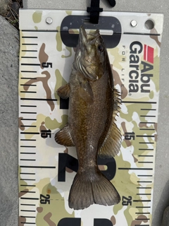 スモールマウスバスの釣果
