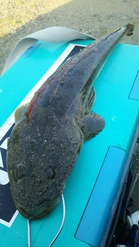 マゴチの釣果