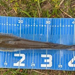 アメリカナマズ