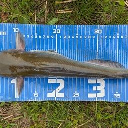 アメリカナマズ