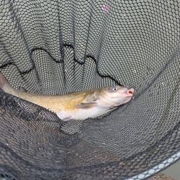 アメリカナマズ