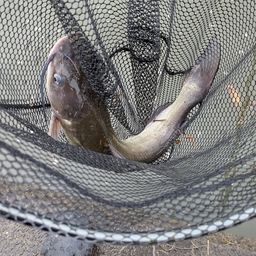 アメリカナマズ