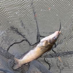 アメリカナマズ