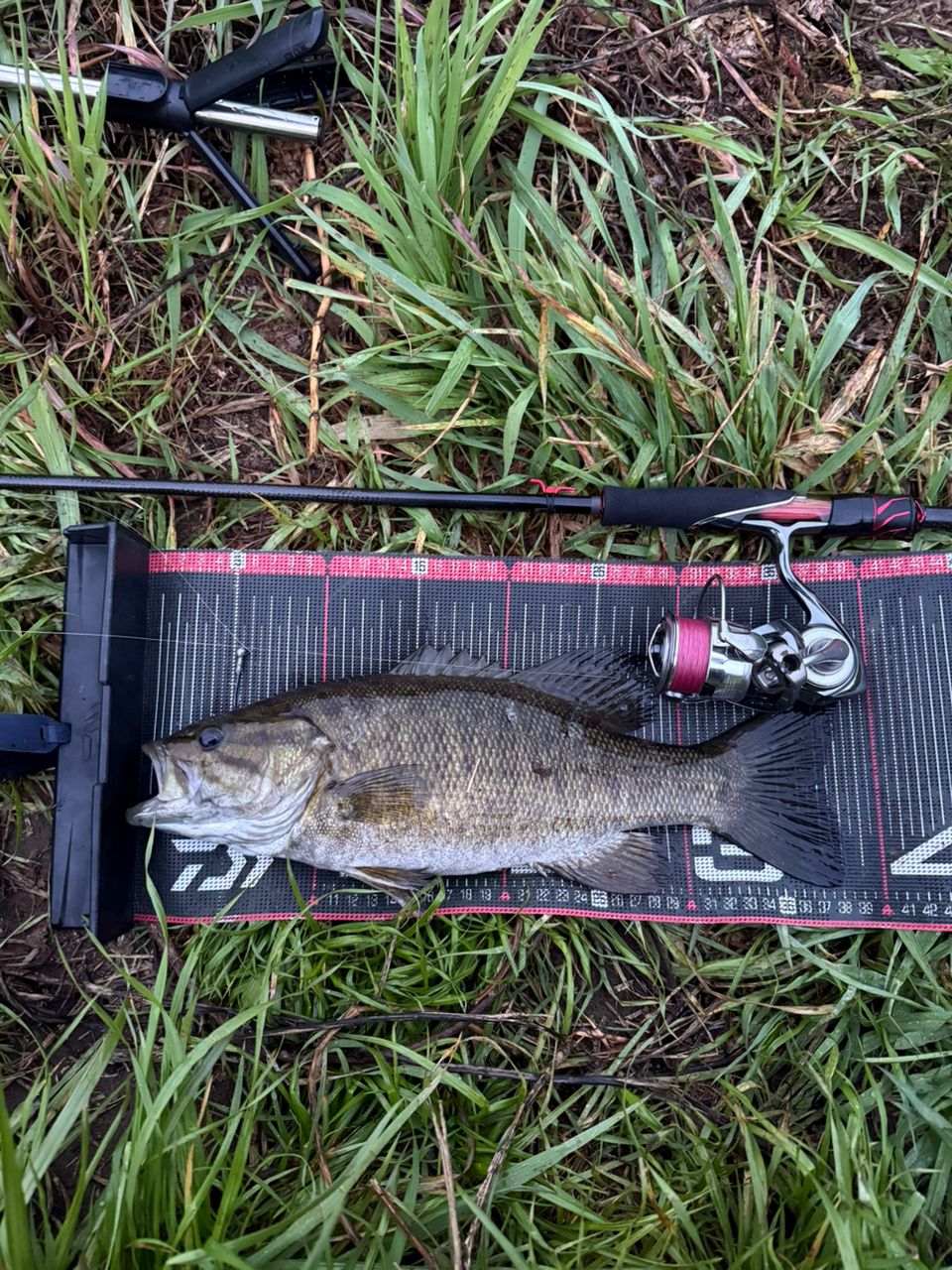 スモールマウスバス