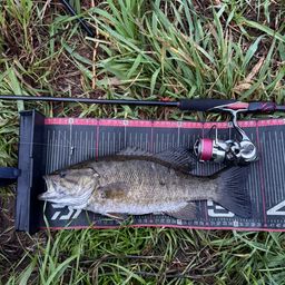 スモールマウスバス