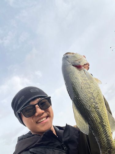 ラージマウスバスの釣果