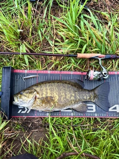 スモールマウスバスの釣果