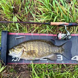 スモールマウスバス