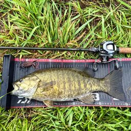 スモールマウスバス