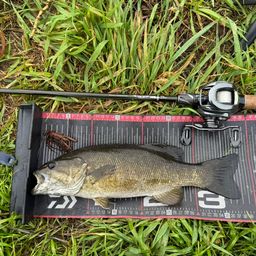 スモールマウスバス