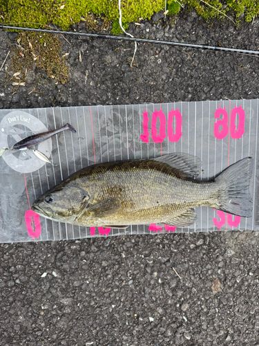 スモールマウスバスの釣果