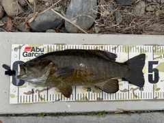 スモールマウスバスの釣果